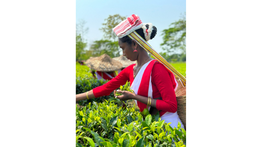 Guided Tea Tasting