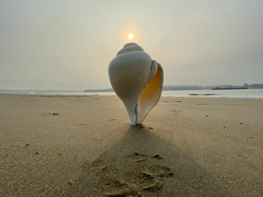 Acoustics with the Conch Shell